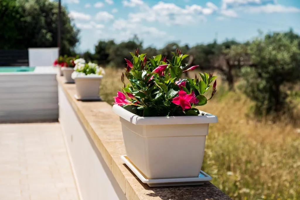 Fiori in vaso sul muretto del giardino, con l’uliveto sfocato alle spalle
